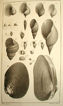 Item #11106 Description des mollusques fluviatiles et terrestres de la France et plus...