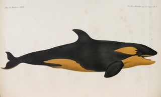 Item #12392 Mémoire sur les quelques orques observés dans les mers d'Europe. P.-J. VAN BENEDEN,...