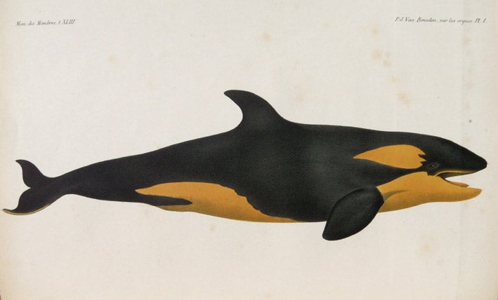 Item #12392 Mémoire sur les quelques orques observés dans les mers d'Europe. P.-J. VAN BENEDEN, P., GERVAIS.