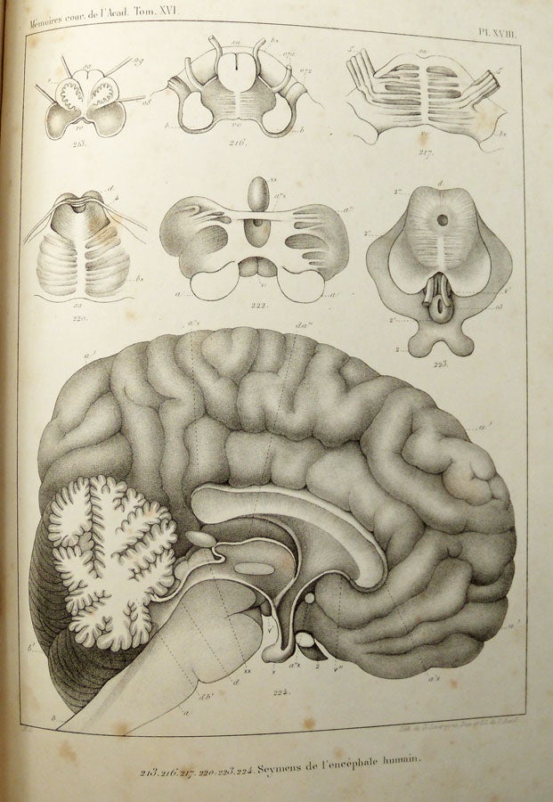 Item #13299 Exposition anatomique de l'organisation du centre nerveux, dans les quatre classes d'animaux vertébrés. Natalis GUILLOT.