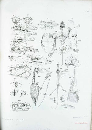 Item #14435 Traité élémentaire d'anatomie comparée, suivi de recherches d'anatomie...