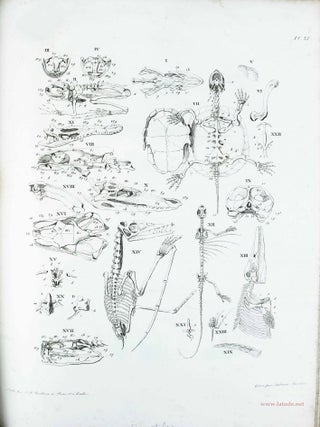 Trait&eacute; &eacute;l&eacute;mentaire d'anatomie compar&eacute;e, suivi de recherches d'anatomie. C.-G CARUS.