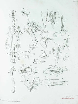 Trait&eacute; &eacute;l&eacute;mentaire d'anatomie compar&eacute;e, suivi de recherches d'anatomie philosophique ou transcendante sur les parties primaires du syst&egrave;me nerveux et du squelette int&eacute;rieur et ext&eacute;rieur, et accompagn&eacute; d'un atlas de 31 planches in-4&deg;, grav&eacute;es. Traduit de l'allemand, sur la seconde &eacute;dition, par A.-J.-L. Jourdan.