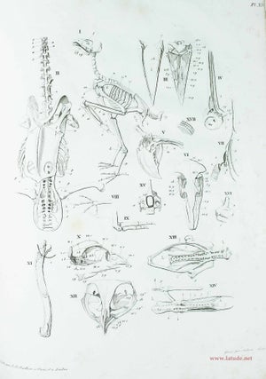 Traité élémentaire d'anatomie comparée, suivi de recherches d'anatomie philosophique ou transcendante sur les parties primaires du système nerveux et du squelette intérieur et extérieur, et accompagné d'un atlas de 31 planches in-4°, gravées. Traduit de l'allemand, sur la seconde édition, par A.-J.-L. Jourdan.