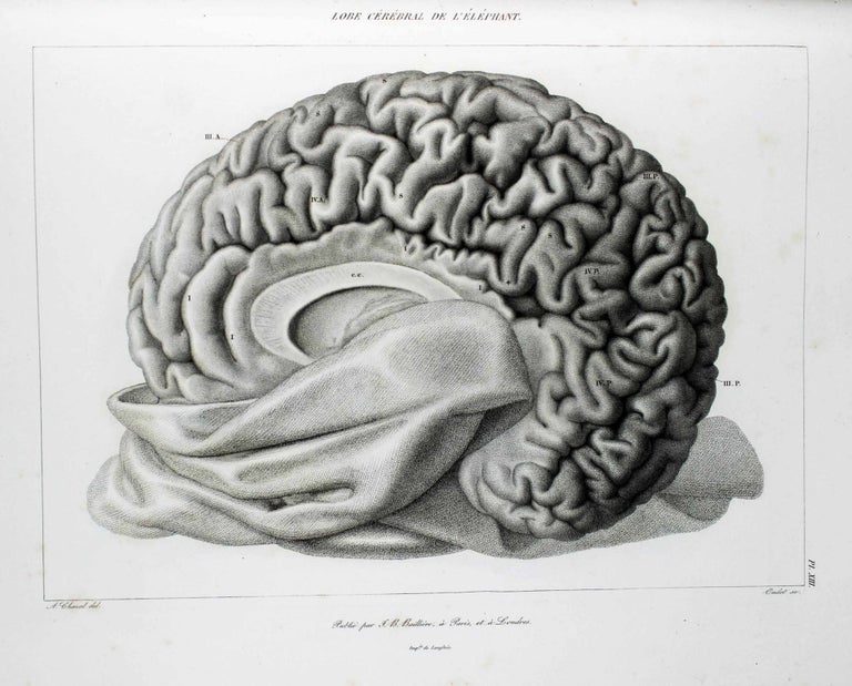 Item #14527 Anatomie comparée du système nerveux considéré dans ses rapports avec l'intelligence. GRATIOLET LEURET.