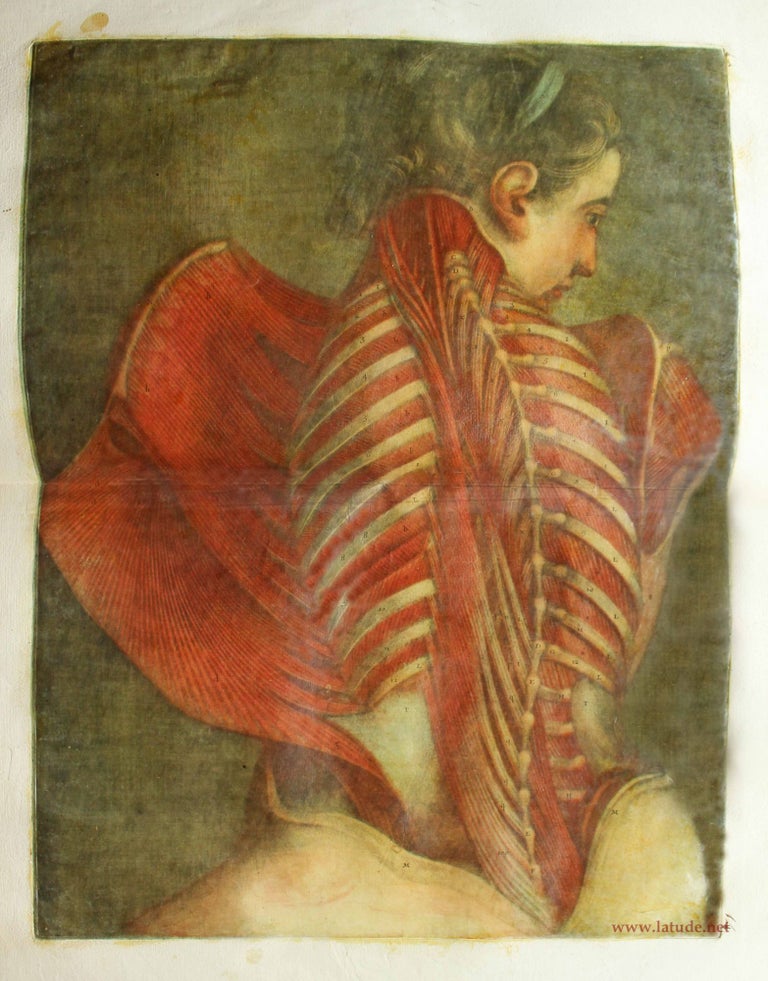 Item #15990 Myologie complète en couleur et grandeur naturelle, composé de l'Essai et de la suite de l'Essai d'anatomie, en tableaux imprimés. Jacques-Fabien GAUTIER d'AGOTY.