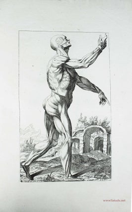 Item #16312 Notomie di Titiano, dedicata all'ill Sig. Franc. Ghisillieri. BONAVERA VESALIUS
