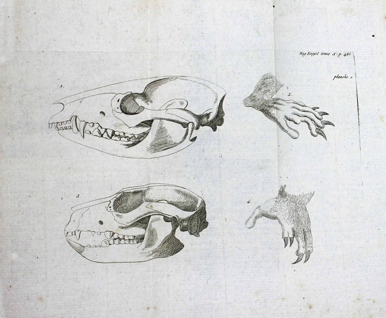 Item #16559 Dissertation sur les animaux à bourse (Didelphis, L.). Etienne GEOFFROY SAINT-HILAIRE.