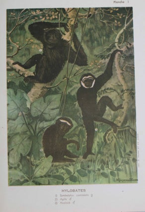 Item #1703 Les mammiféres de l'Indochine. Les gibbons. René BOURRET