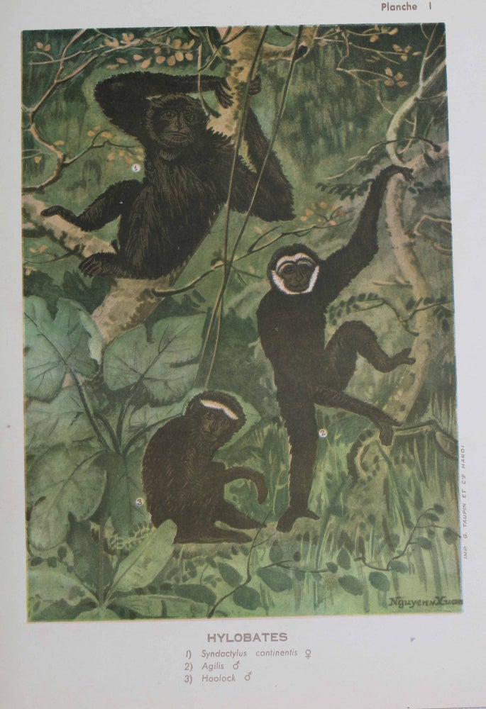 Item #1703 Les mammiféres de l'Indochine. Les gibbons. René BOURRET.