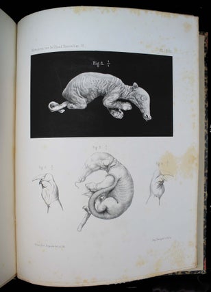 Item #17391 Mémoires sur le grand Fourmilier (Myrmecophaga Jubata, L.). Georges POUCHET