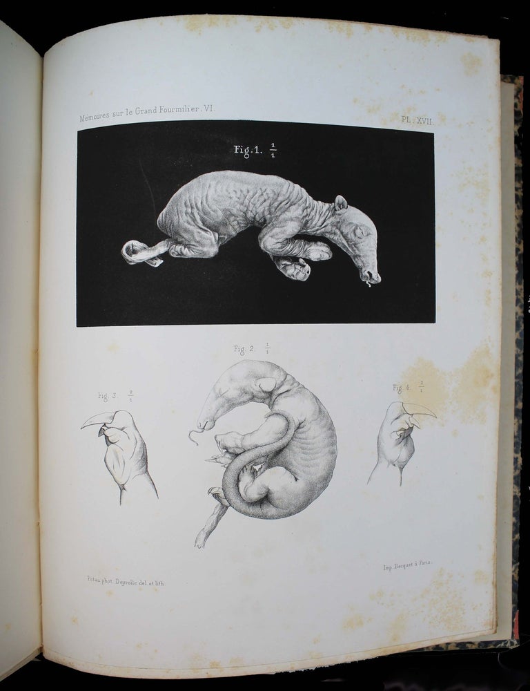 Item #17391 M&eacute;moires sur le grand Fourmilier (Myrmecophaga Jubata, L.). Georges POUCHET.