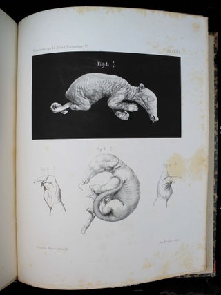 M&eacute;moires sur le grand Fourmilier (Myrmecophaga Jubata, L. Georges POUCHET.