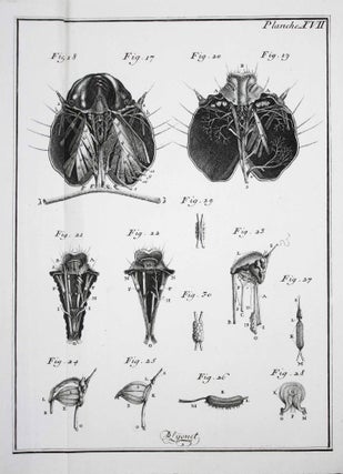Item #17711 Traité anatomique de la chenille qui ronge le bois de saule. Pierre LYONET