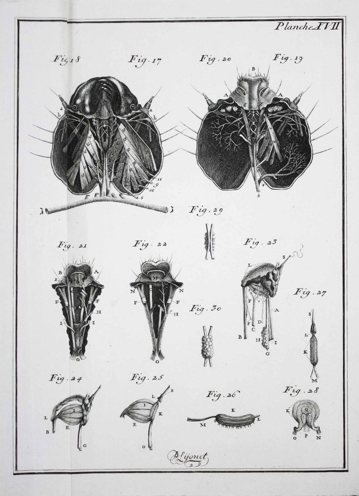 Item #17711 Traité anatomique de la chenille qui ronge le bois de saule. Pierre LYONET.
