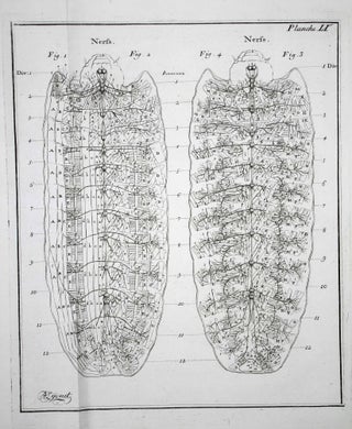 Traité anatomique de la chenille qui ronge le bois de saule.