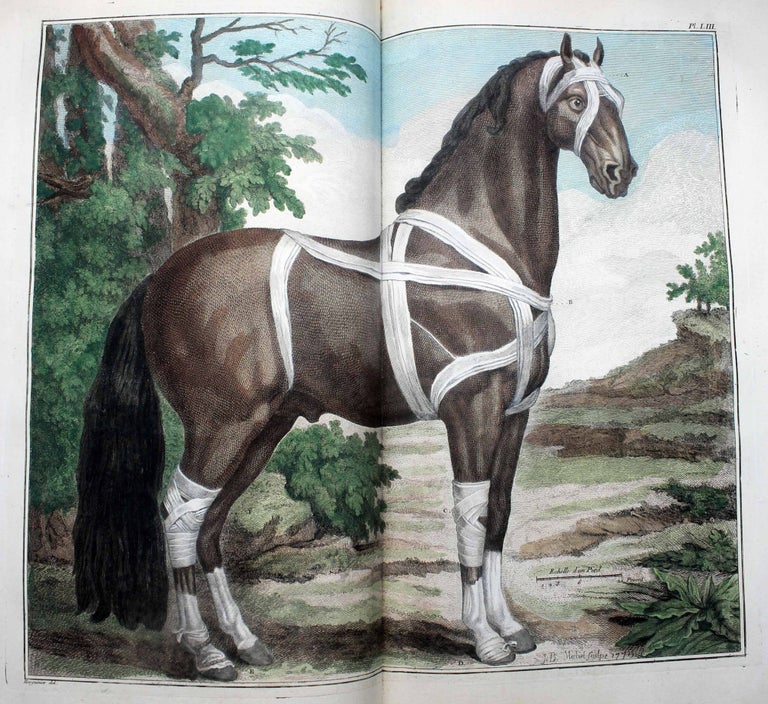 Item #17785 Cours d'hippiatrique, ou traité complet de la médecine des chevaux, orné de soixante & cinq planches gravées avec soin. Philippe-Etienne LAFOSSE.