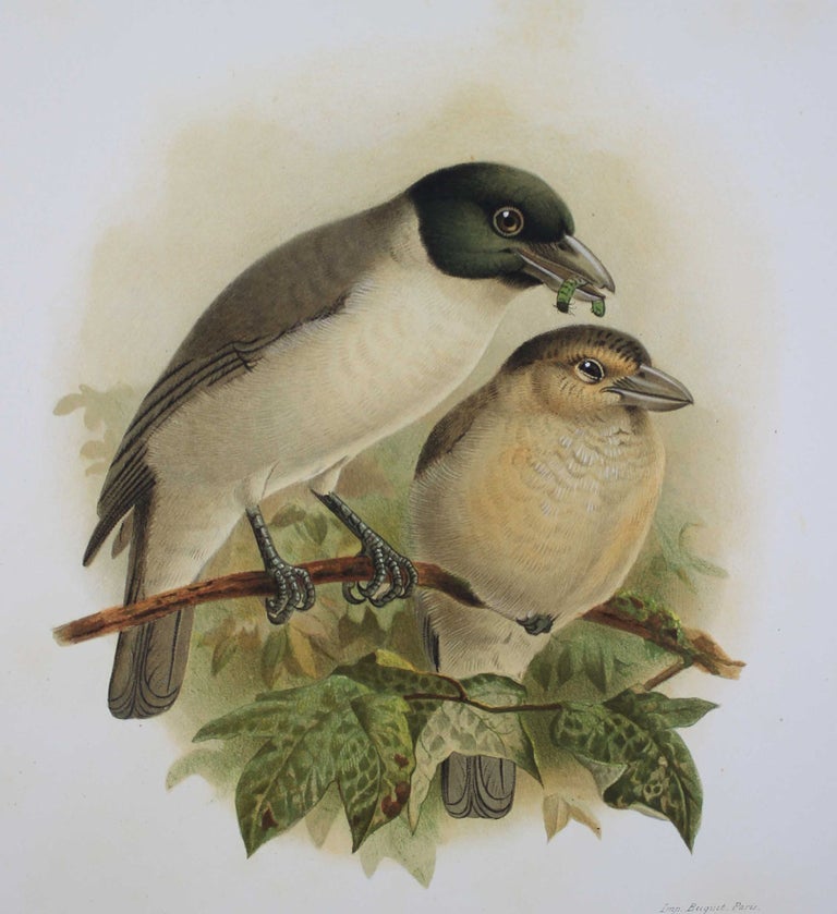 Item #18075 Histoire naturelle des oiseaux de Madagascar. MILNE EDWARDS GRANDIDIER.