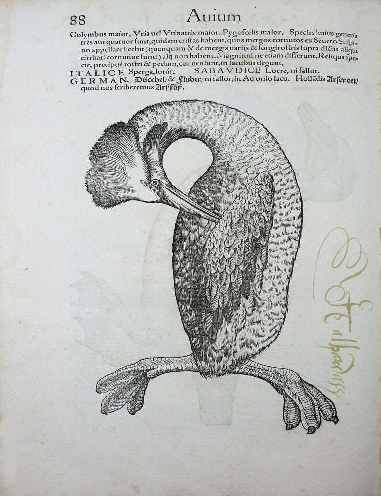 Item #18161 Icones avium omnium quae in historia avium describuntur. I ritratti e le figure de gli ucelli. Les figures & pourtraictz des oiseaux. Die Figuren und contrafacturen der vogelnartzeten maleren goldschmiden zebrauchen. Conrad GESNER.