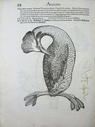 Item #18161 Icones avium omnium quae in historia avium describuntur. I ritratti e le figure de...