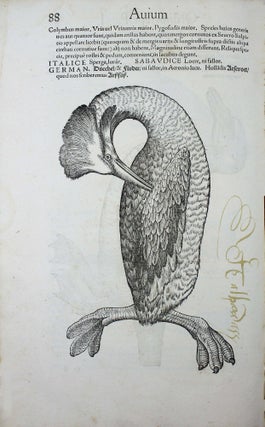 Item #18161 Icones avium omnium quae in historia avium describuntur. I ritratti e le figure de...