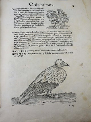 Icones avium omnium quae in historia avium describuntur. I ritratti e le figure de gli ucelli. Les figures & pourtraictz des oiseaux. Die Figuren und contrafacturen der vogelnartzeten maleren goldschmiden zebrauchen.
