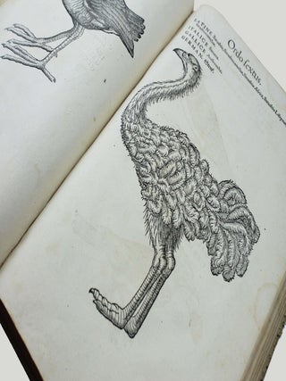 Icones avium omnium quae in historia avium describuntur. I ritratti e le figure de gli ucelli. Les figures & pourtraictz des oiseaux. Die Figuren und contrafacturen der vogelnartzeten maleren goldschmiden zebrauchen.