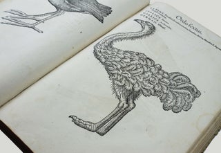 Icones avium omnium quae in historia avium describuntur. I ritratti e le figure de gli ucelli. Les figures & pourtraictz des oiseaux. Die Figuren und contrafacturen der vogelnartzeten maleren goldschmiden zebrauchen.