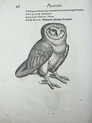 Icones avium omnium quae in historia avium describuntur. I ritratti e le figure de gli ucelli. Les figures & pourtraictz des oiseaux. Die Figuren und contrafacturen der vogelnartzeten maleren goldschmiden zebrauchen.