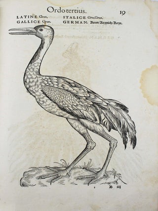 Icones avium omnium quae in historia avium describuntur. I ritratti e le figure de gli ucelli. Les figures & pourtraictz des oiseaux. Die Figuren und contrafacturen der vogelnartzeten maleren goldschmiden zebrauchen.