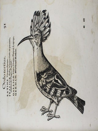 Icones avium omnium quae in historia avium describuntur. I ritratti e le figure de gli ucelli. Les figures & pourtraictz des oiseaux. Die Figuren und contrafacturen der vogelnartzeten maleren goldschmiden zebrauchen.