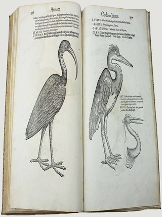 Icones avium omnium quae in historia avium describuntur. I ritratti e le figure de gli ucelli. Les figures & pourtraictz des oiseaux. Die Figuren und contrafacturen der vogelnartzeten maleren goldschmiden zebrauchen.