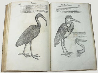 Icones avium omnium quae in historia avium describuntur. I ritratti e le figure de gli ucelli. Les figures & pourtraictz des oiseaux. Die Figuren und contrafacturen der vogelnartzeten maleren goldschmiden zebrauchen.