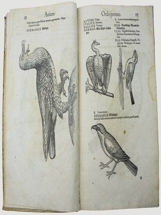 Icones avium omnium quae in historia avium describuntur. I ritratti e le figure de gli ucelli. Les figures & pourtraictz des oiseaux. Die Figuren und contrafacturen der vogelnartzeten maleren goldschmiden zebrauchen.