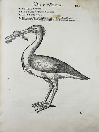 Icones avium omnium quae in historia avium describuntur. I ritratti e le figure de gli ucelli. Les figures & pourtraictz des oiseaux. Die Figuren und contrafacturen der vogelnartzeten maleren goldschmiden zebrauchen.