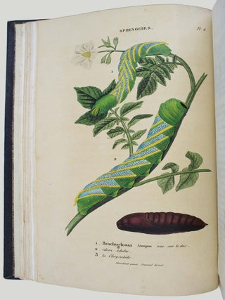 Collection iconographique et historique des chenilles, ou description et figures des chenilles d'Europe, avec l'histoire de leurs métamorphoses, et des applications à l'agriculture.