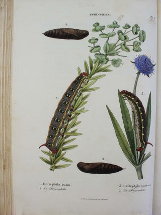 Collection iconographique et historique des chenilles, ou description et figures des chenilles d'Europe, avec l'histoire de leurs métamorphoses, et des applications à l'agriculture.