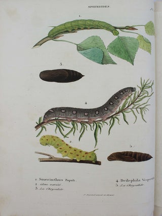 Collection iconographique et historique des chenilles, ou description et figures des chenilles d'Europe, avec l'histoire de leurs métamorphoses, et des applications à l'agriculture.