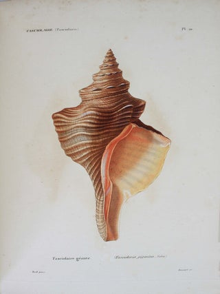 Item #18305 Spécies général et iconographie des coquilles vivantes comprenant la collection du...