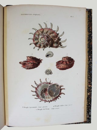 Spécies général et iconographie des coquilles vivantes comprenant la collection du Muséum d'Histoire naturelle de Paris, la collection Lamarck, celle du prince Masséna et les découvertes récentes des voyageurs.