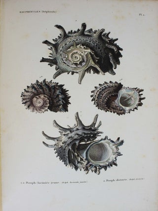 Spécies général et iconographie des coquilles vivantes comprenant la collection du Muséum d'Histoire naturelle de Paris, la collection Lamarck, celle du prince Masséna et les découvertes récentes des voyageurs.