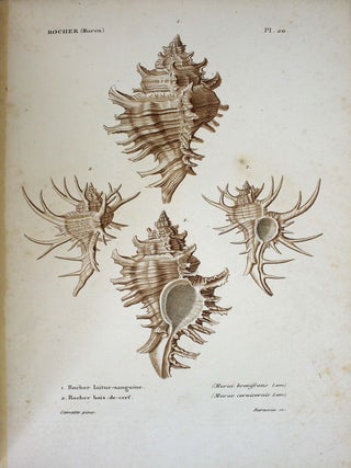 Spécies général et iconographie des coquilles vivantes comprenant la collection du Muséum d'Histoire naturelle de Paris, la collection Lamarck, celle du prince Masséna et les découvertes récentes des voyageurs.