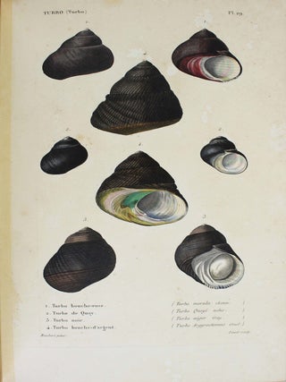Spécies général et iconographie des coquilles vivantes comprenant la collection du Muséum d'Histoire naturelle de Paris, la collection Lamarck, celle du prince Masséna et les découvertes récentes des voyageurs.