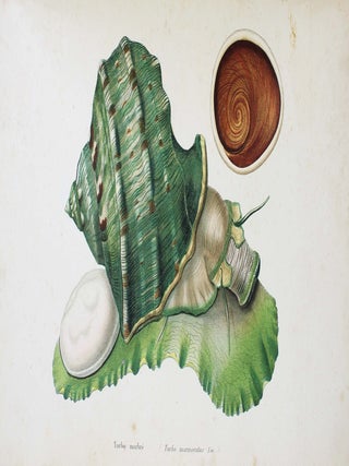 Spécies général et iconographie des coquilles vivantes comprenant la collection du Muséum d'Histoire naturelle de Paris, la collection Lamarck, celle du prince Masséna et les découvertes récentes des voyageurs.
