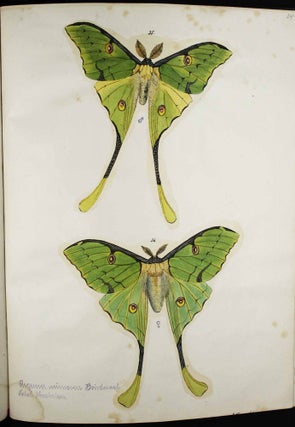 Beiträge zur Schmetterlingskunde herausgegeben von J.P. Maassen und G.W. Weijmer.