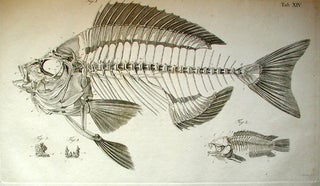 Item #7156 Ichthyotomische Tafeln. Zweite unveränderte Auflage mit 27 Kupfertalfen. Friedrich...