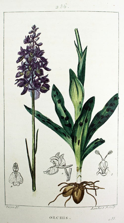 Item #8125 Flore médicale décrite par MM. Chaumeton, Poiret, Chamberet, peinte par Mme E. Panckoucke et par M. J. Turpin. Nouvelle publication. POIRET CHAUMETON, CHAMBERET.